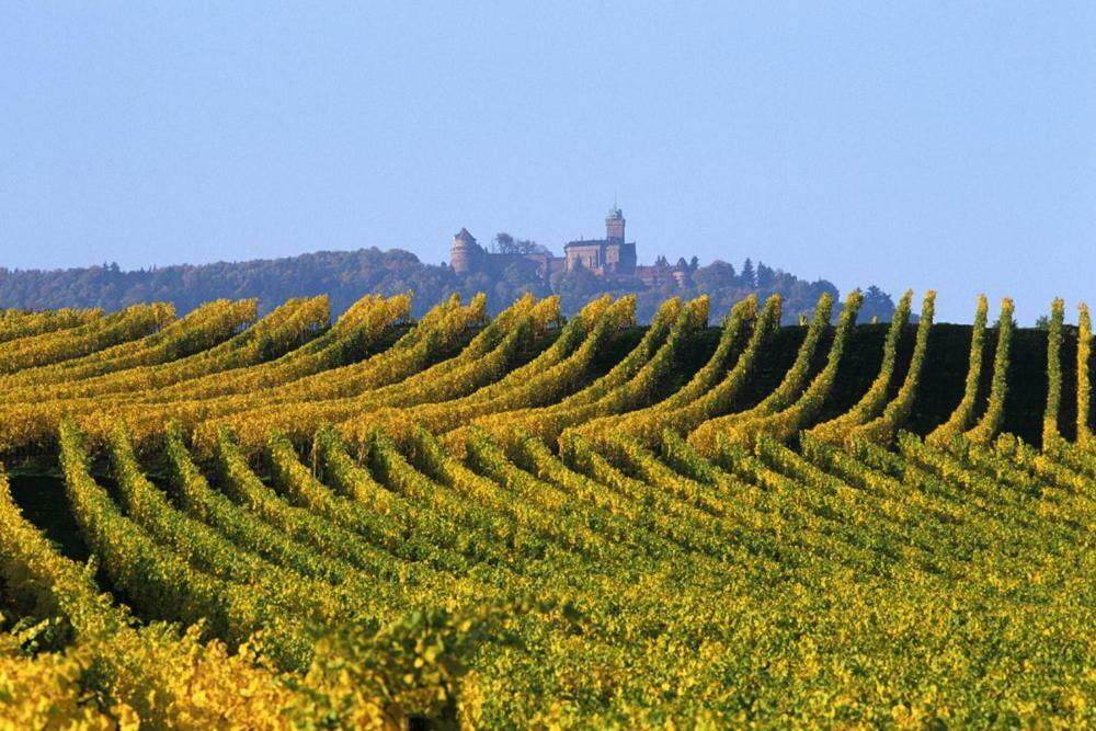 Gites Marschall Jean-Pierre Beblenheim Exterior foto